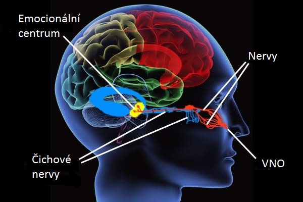 feromony-vyzkum-pusobeni-mozek